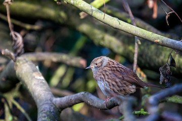 Hedge Accentor (Dunnock) sitting in a tree in Sussex