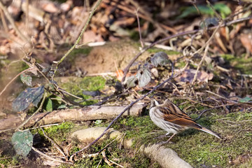 Common Reed Bunting (Emberiza schoeniclus) on the canopy floor