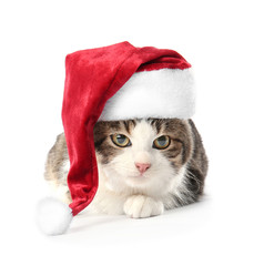 Cute funny cat in Santa hat on white background