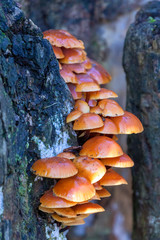 Velvet Shank fungi (Flammulina velutipes)