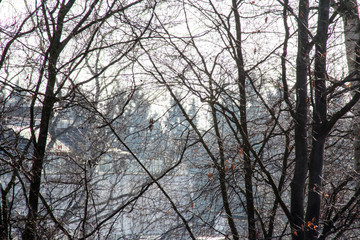 Grupen von kahlen Bäumen im Winter, Januar, an windigen Tagen