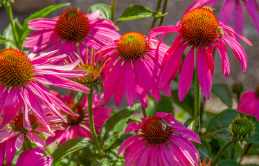 pink coneflower