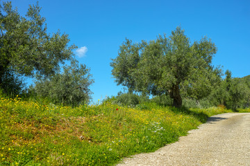Fototapeta na wymiar Landscape with olive trees grove in spring season with colorful blossom of wild flowers