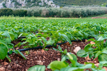 Fototapeta na wymiar Farm field with rows of young sprouts of potato plants growing outside under greek sun in mountains.