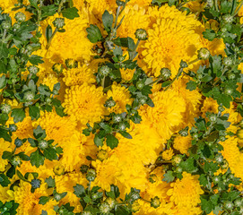 yellow flowers closeup