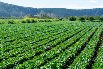 Fototapeta na wymiar Farm field with rows of young sprouts of green romaine lettuce growing outside under greek sun.