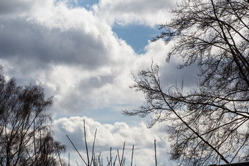 Kahle Bäume im Winter. Blauer Himmel und weiße Wolken