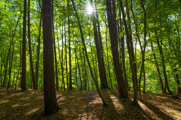 Fototapeta na wymiar Die Sonne scheint in den Wald - Buchenwald auf Usedom