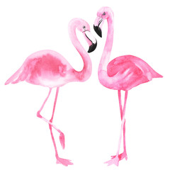 Watercolor pink flamingo on an isolated white background, watercolor drawing. Stock illustration.
