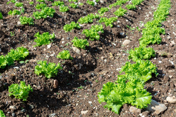 Farm field with rows of young sprouts of green salad lettuce growing outside under greek sun.