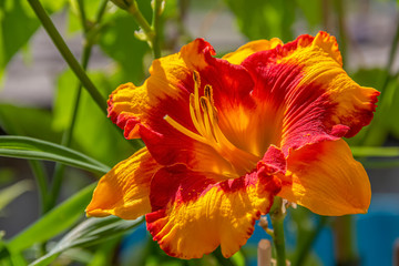 lily flower head