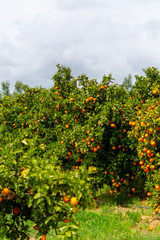 Fototapeta premium Orange citrus fruit plantation on Peloponnese, Greece, new harvest of sweet juicy oranges, landscape photo