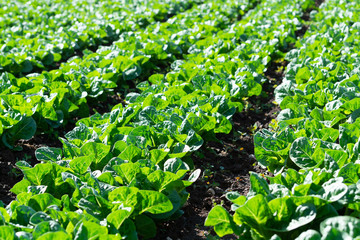 Farm field with rows of young sprouts of green romaine lettuce growing outside under greek sun.