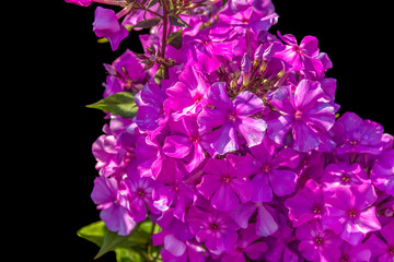 Obraz na płótnie Canvas purple flowers closeup