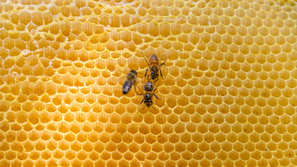 honey bees and honeycombs