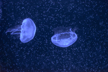Naklejka na ściany i meble Common jellyfish | Ohrenqualle