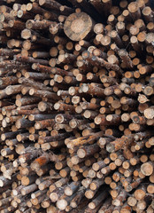 Pile of logs. Woodpile.