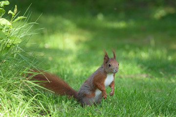  Eurasisches Eichhörnchen
