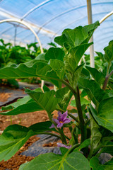 Young plants of eggplants vegetables growing in greenhouse close up