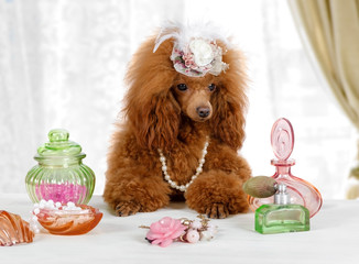 Funny Toy Poodle dog sitting at the table with perfume