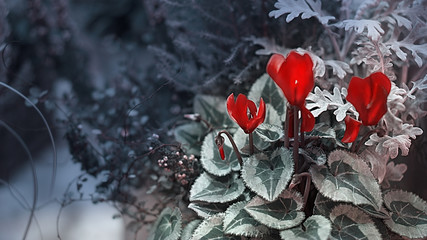 fiore