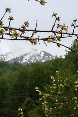 White blossom of sour cherry in greek mountains