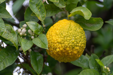 Citrus fruits of sour orange bergamot riping on blossoming thee