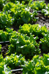 Farm field with rows of young sprouts of green salad lettuce growing outside under greek sun.