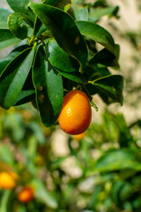 Ripe yellow kumquat citrus fruit on tree ready to harvest