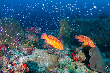 Fototapeta na wymiar Coral Grouper on a tropical reef in the Andaman Sea