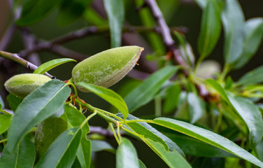 Young green almond nuts riping on almond tree