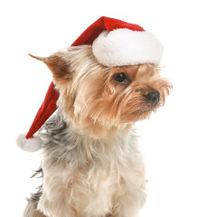 Cute dog in Santa hat on white background