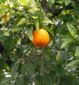 Ripe orange mandarine citrus fruit hanging on tree