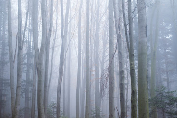 Mysterious dark beech forest in fog