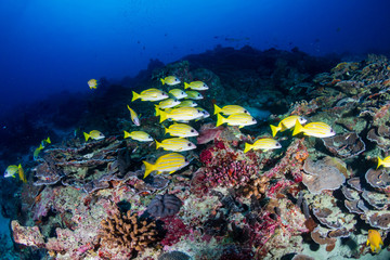 Fototapeta na wymiar Colorful Blue-Striped Snapper on a tropical coral reef in Thailand