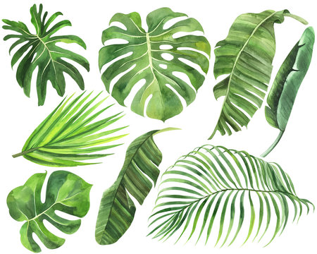 Set of palm, monstera, banana leaves of tropical forests on an isolated white background, watercolor stock illustration,  jungle drawing.