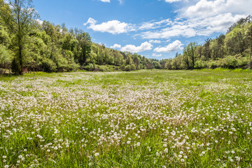 Obraz premium Green Meadow with Many Dandelions