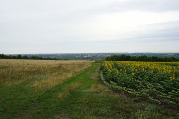 landscape, field, outdoor, road, nature, sky, summer, 