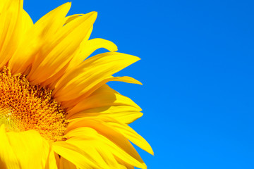 Cropped shot of sunflower over blue sky background. Abstract nature background, copy space for text.