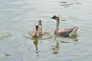 Goose plays clear water in the pond.