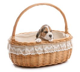 Cute beagle puppy in basket on white background