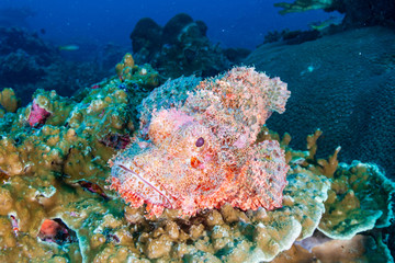 Naklejka na ściany i meble Bearded Scorpionfish on a tropical coral reef