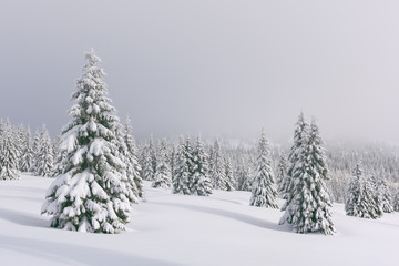 Fantastic winter landscape with snowy trees. Carpathian mountains, Ukraine, Europe. Christmas holiday concept