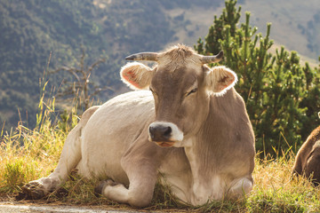 Cow resting on the grass