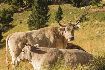 Cattle breeding in the mountains