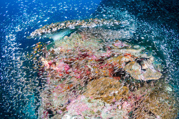 Tropical fish and colorful corals on a tropical coral reef in Thailand's Similan Islands