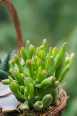 Crassula ovata Gollum succulent plant