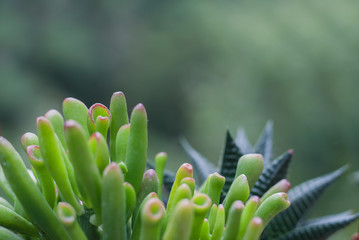 Crassula ovata Gollum succulent plant