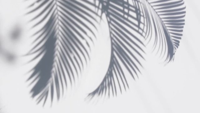 closeup the motion of shadow palm leaf is tropical leaves on white wall background