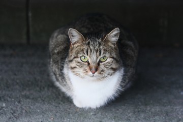 Beautiful gray cat on the street in the village